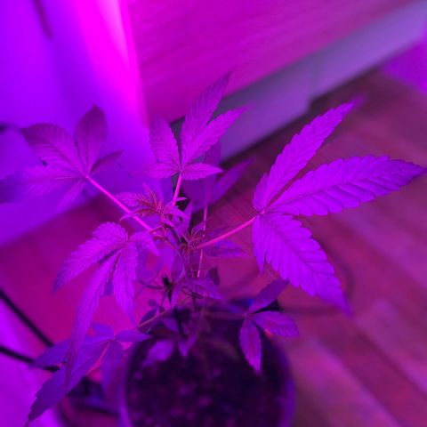Auto Whiteberry growlog photo: 2 tvis