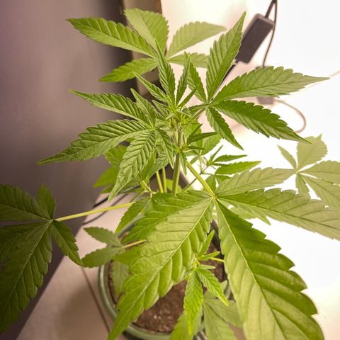 Auto Whiteberry growlog timeline photo