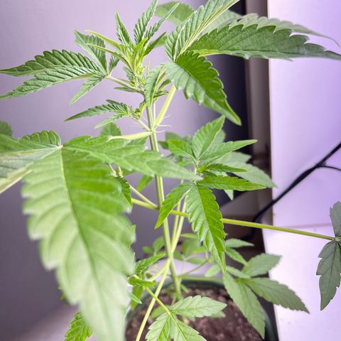 Auto Whiteberry growlog timeline photo