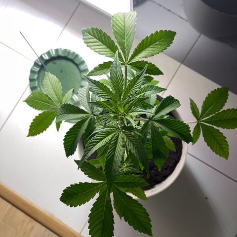 Auto Whiteberry growlog photo: პირველად დავუსხი სასუქი