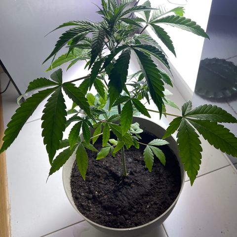 Auto Whiteberry growlog photo: პირველად დავუსხი სასუქი