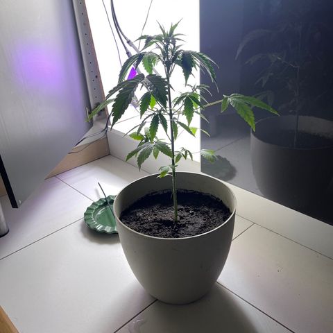 Auto Whiteberry growlog photo: პირველად დავუსხი სასუქი