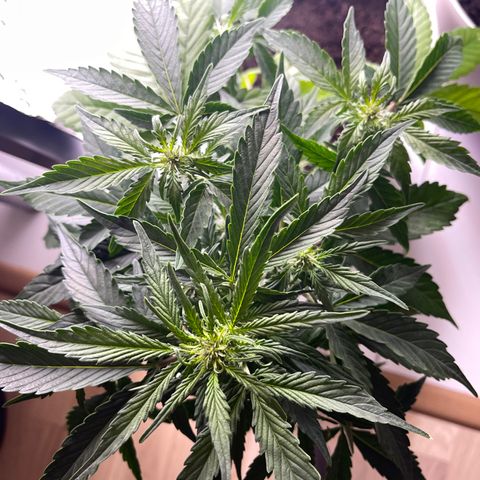Auto Whiteberry growlog timeline photo