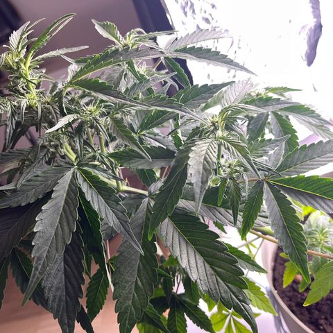 Auto Whiteberry growlog timeline photo