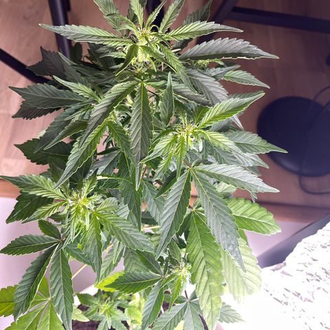 Auto Whiteberry growlog timeline photo