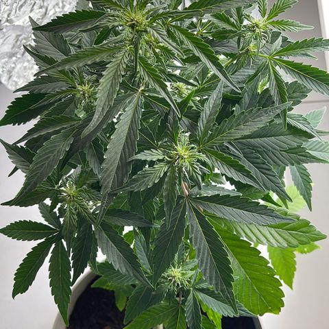 Auto Whiteberry growlog photo: მეორედ მიიღო სასუქი