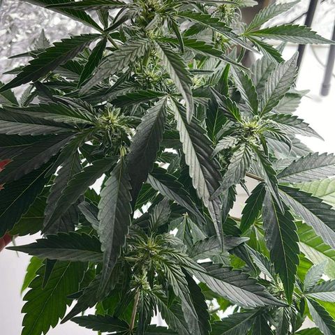 Auto Whiteberry growlog photo: მეორედ მიიღო სასუქი