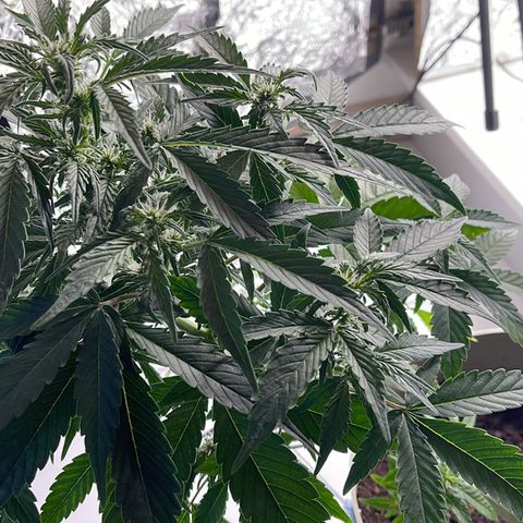 Auto Whiteberry growlog photo: მეორედ მიიღო სასუქი