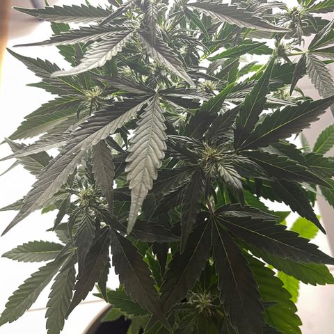 Auto Whiteberry growlog timeline photo