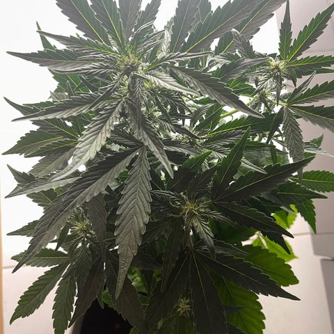 Auto Whiteberry growlog timeline photo