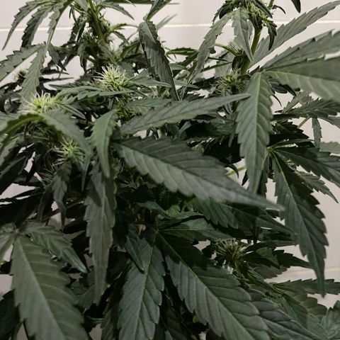 Auto Whiteberry growlog timeline photo