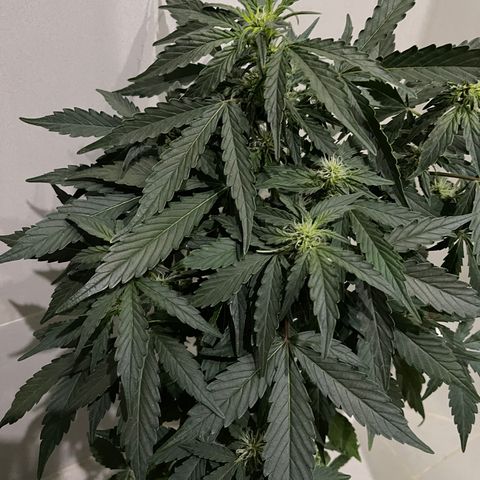 Auto Whiteberry growlog timeline photo
