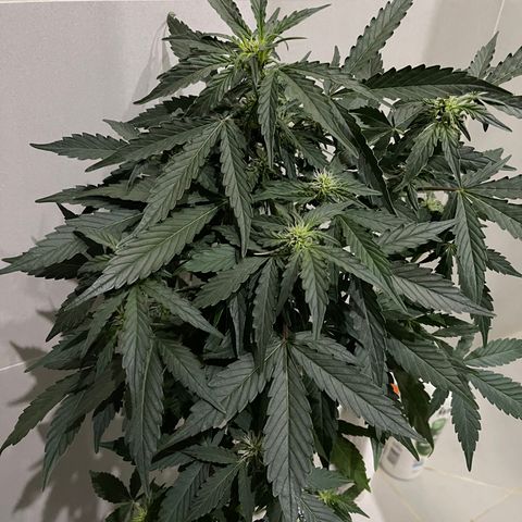 Auto Whiteberry growlog timeline photo