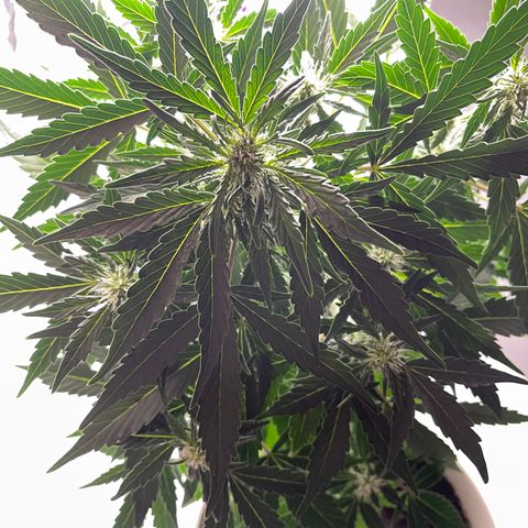 Auto Whiteberry growlog timeline photo