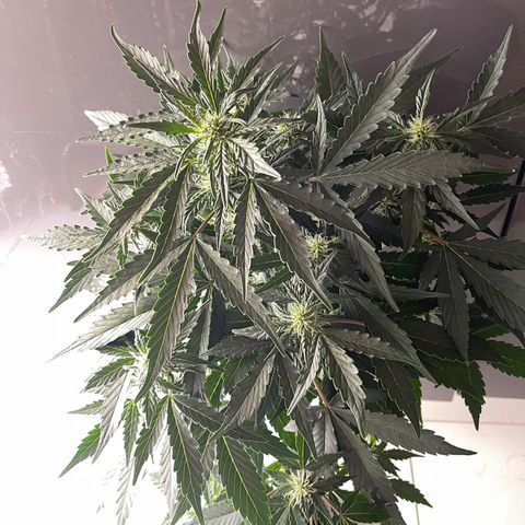 Auto Whiteberry growlog timeline photo