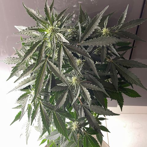 Auto Whiteberry growlog timeline photo