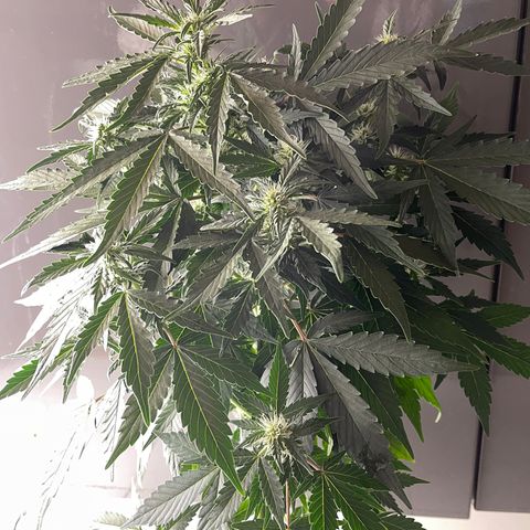 Auto Whiteberry growlog timeline photo