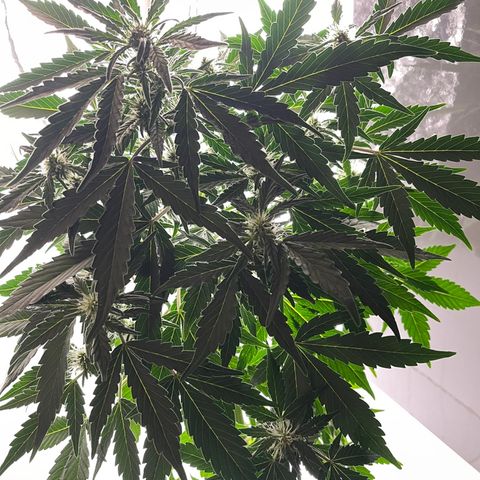 Auto Whiteberry growlog timeline photo