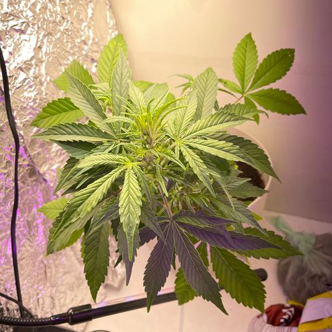 Auto Whiteberry growlog timeline photo