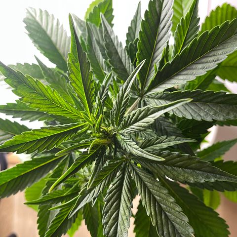 Auto Whiteberry growlog timeline photo