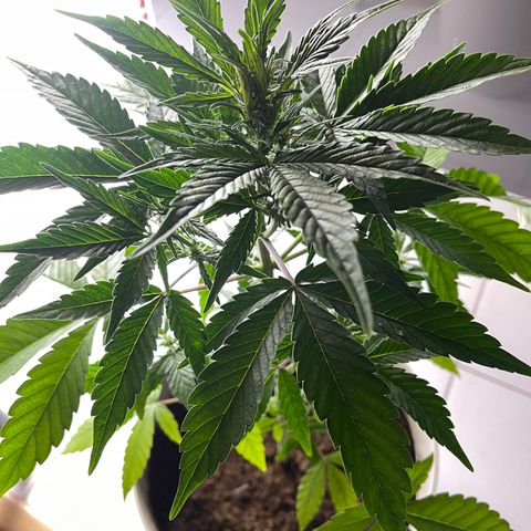 Auto Whiteberry growlog timeline photo
