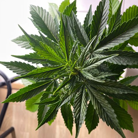 Auto Whiteberry growlog timeline photo