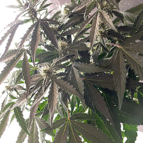 Auto Whiteberry growlog photo: სასუქი მიიღო მესამედ