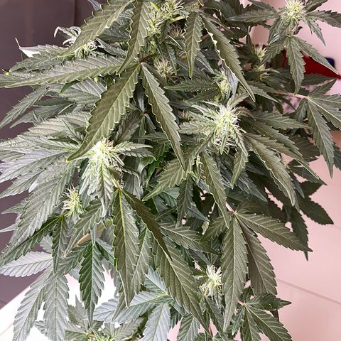 Auto Whiteberry growlog photo: სასუქი მიიღო მესამედ