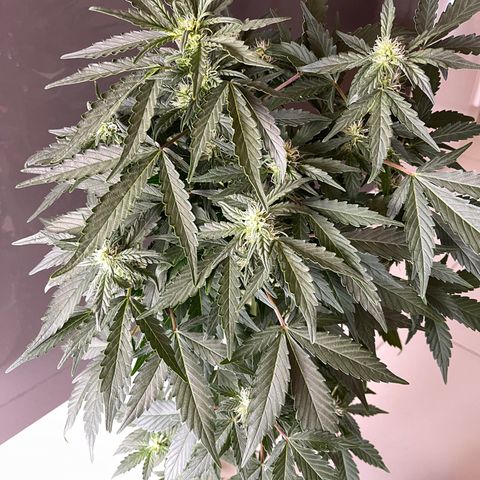 Auto Whiteberry growlog photo: სასუქი მიიღო მესამედ