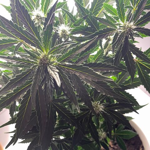 Auto Whiteberry growlog timeline photo