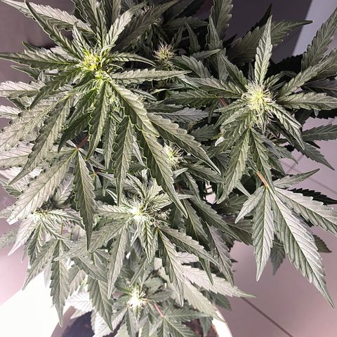 Auto Whiteberry growlog timeline photo