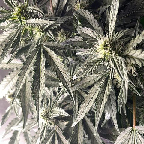 Auto Whiteberry growlog timeline photo