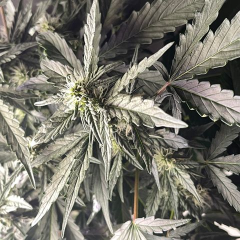 Auto Whiteberry growlog timeline photo