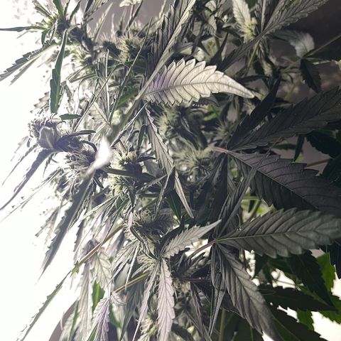 Auto Whiteberry growlog timeline photo