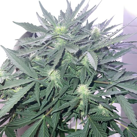Auto Whiteberry growlog timeline photo