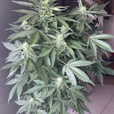 Auto Whiteberry growlog timeline photo