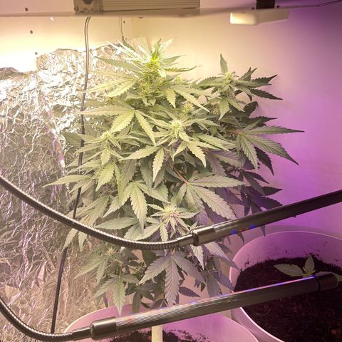 Auto Whiteberry growlog timeline photo