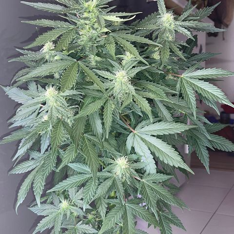 Auto Whiteberry growlog timeline photo