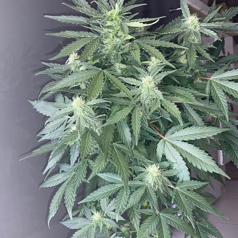 Auto Whiteberry growlog timeline photo