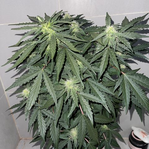 Auto Whiteberry growlog timeline photo