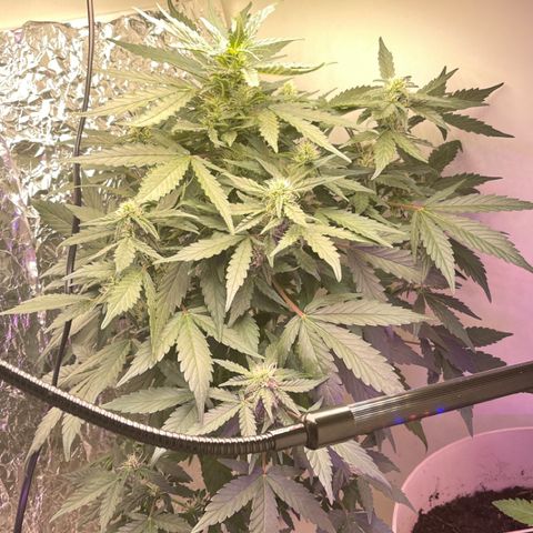 Auto Whiteberry growlog timeline photo