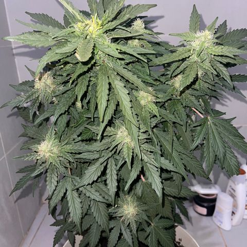 Auto Whiteberry growlog photo: სასუქი მიიღო