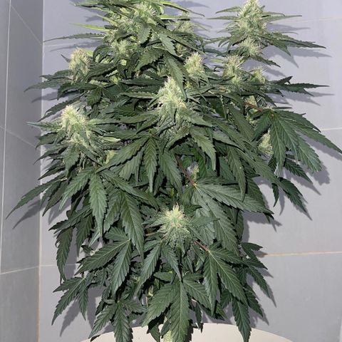 Auto Whiteberry growlog photo: სასუქი მიიღო
