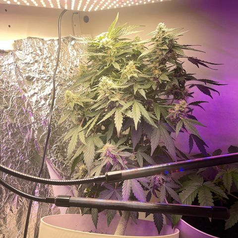 Auto Whiteberry growlog timeline photo