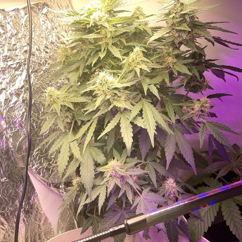 Auto Whiteberry growlog timeline photo