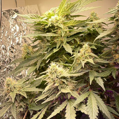Auto Whiteberry growlog timeline photo
