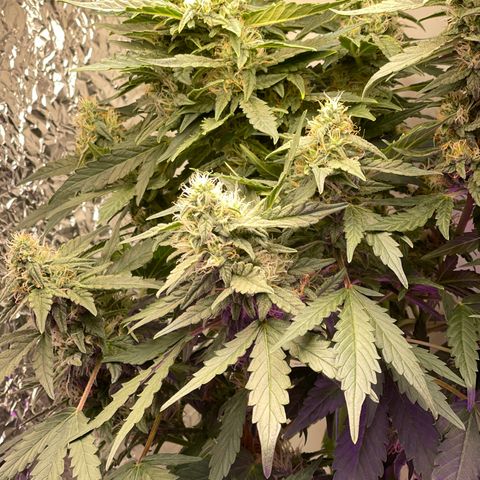 Auto Whiteberry growlog timeline photo