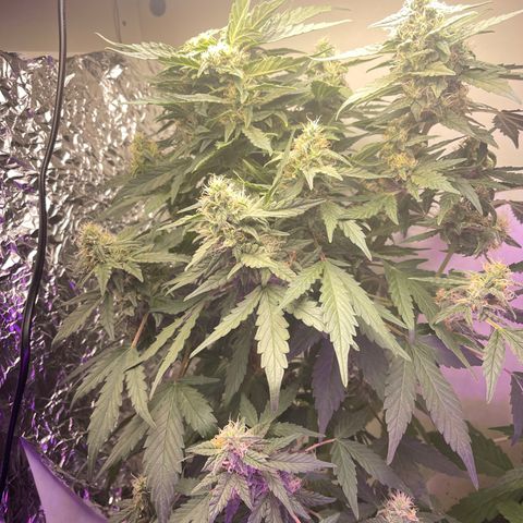 Auto Whiteberry growlog timeline photo