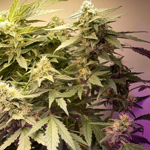 Auto Whiteberry growlog timeline photo
