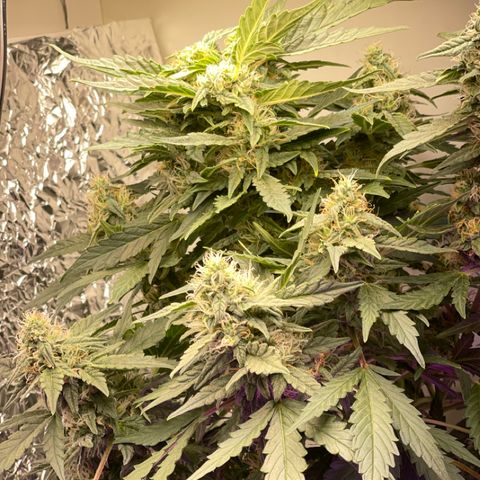Auto Whiteberry growlog timeline photo